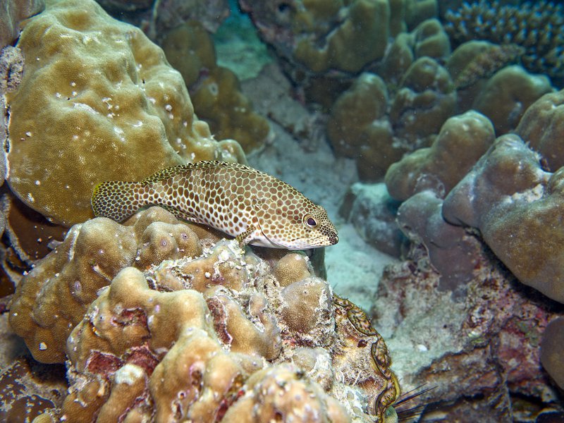 Fish, House Reef